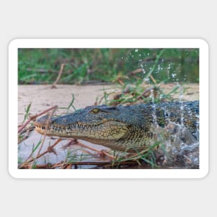 Nile Crocodile Lunging into Water Sticker